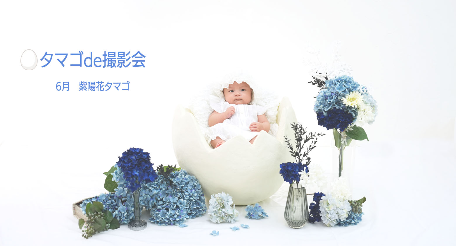 赤ちゃん集まれ　タマゴde撮影会　6月紫陽花（アジサイ）　7月向日葵（ヒマワリ）