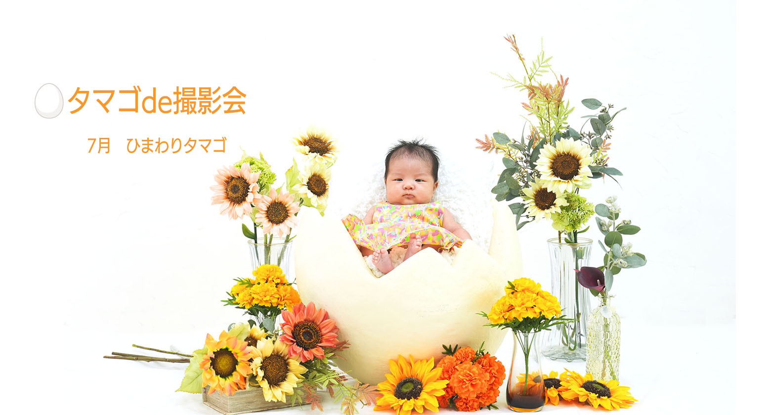 赤ちゃん集まれ　タマゴde撮影会　7月向日葵（ヒマワリ）